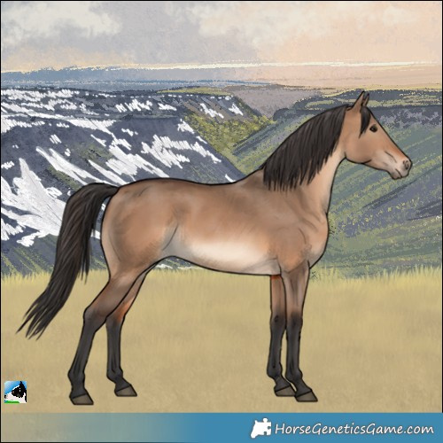 Horse Color:Brown Dun Rabicano 