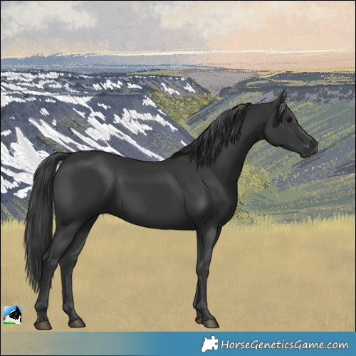 Horse Color:Black Rabicano 