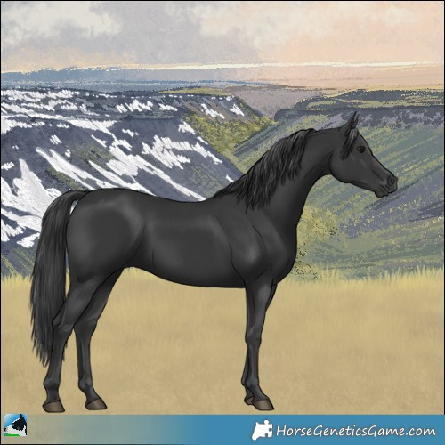 Horse Color:Black Rabicano 