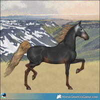 Horse Color:Gray Liver Chestnut Rabicano 