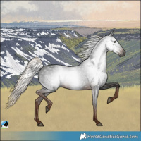 Horse Color:Gray Liver Chestnut Rabicano 
