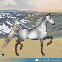 Horse Color:Gray Liver Chestnut Rabicano 