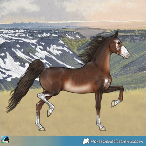 Horse Color:Liver Chestnut Sabino Rabicano 