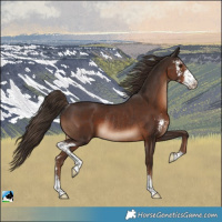 Horse Color:Liver Chestnut Sabino Rabicano