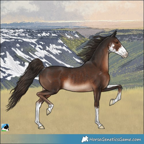 Horse Color:Liver Chestnut Sabino Rabicano
