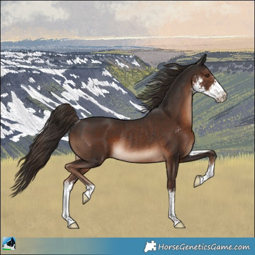 Horse Color:Liver Chestnut Sabino Rabicano