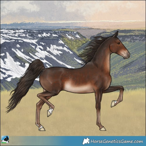 Horse Color:Liver Chestnut Rabicano 