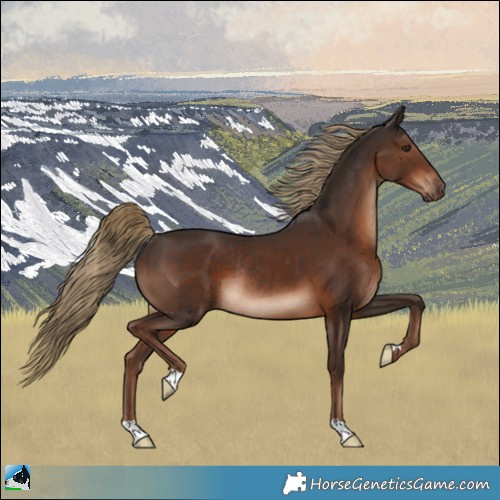 Horse Color:Liver Chestnut Rabicano
