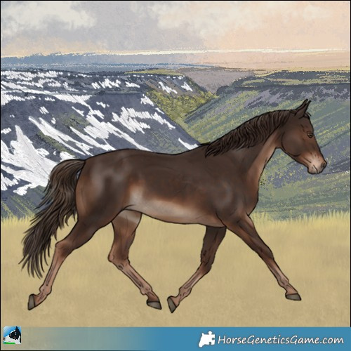 Horse Color:Liver Chestnut Rabicano 