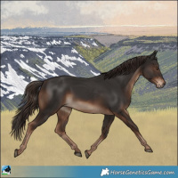 Horse Color:Liver Chestnut Rabicano 
