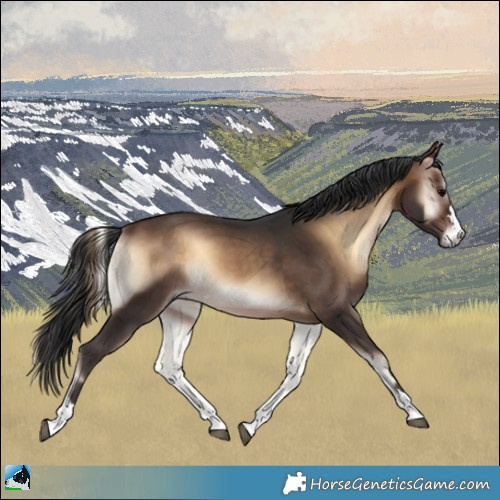 Horse Color:Bay Onyx 