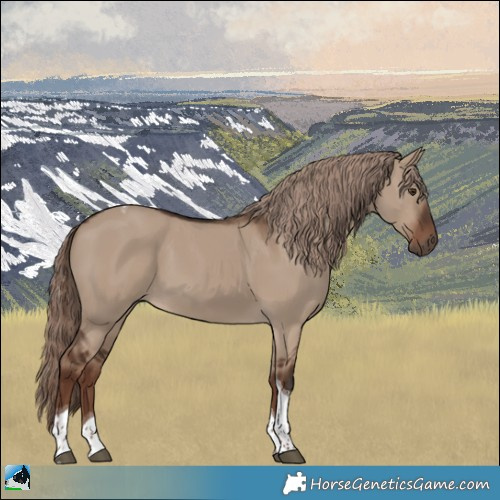Horse Color:Liver Red Dun Tobiano