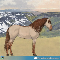 Horse Color:Red Dun 