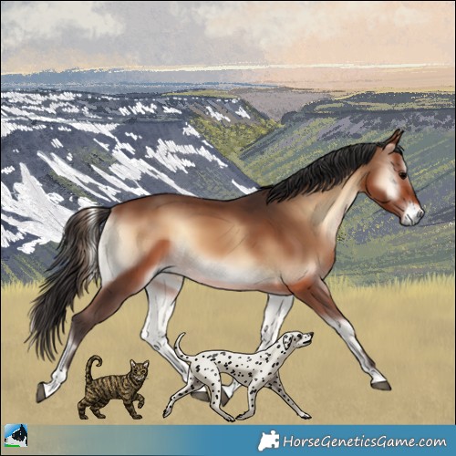 Horse Color:Brown Onyx 
