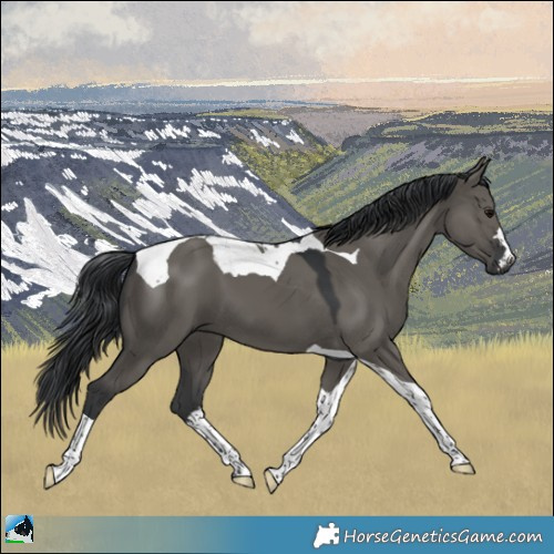 Horse Color:Grullo Tobiano