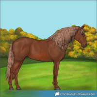 Horse Color:Chestnut Rabicano 