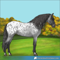 Horse Color:Blue Roan Near Leopard 