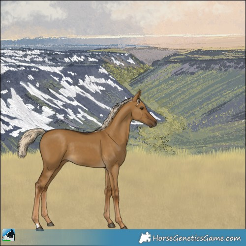 Horse Color:Chocolate Palomino Dun Rabicano 