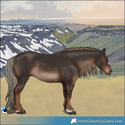 Horse Color:Liver Chestnut Rabicano
