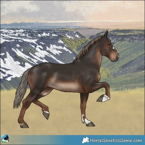 Horse Color:Liver Chestnut Rabicano