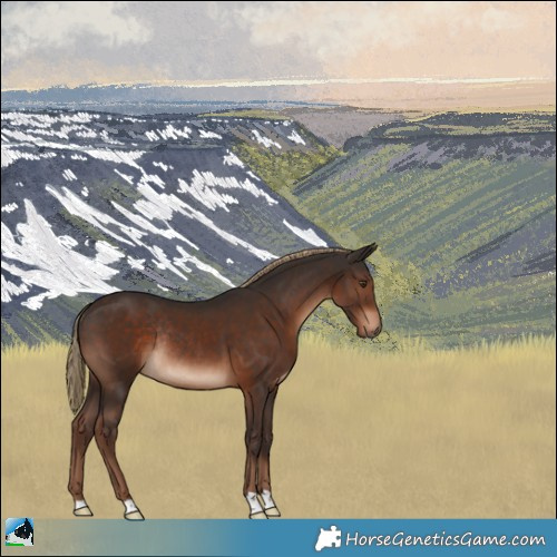 Horse Color:Liver Chestnut Rabicano 