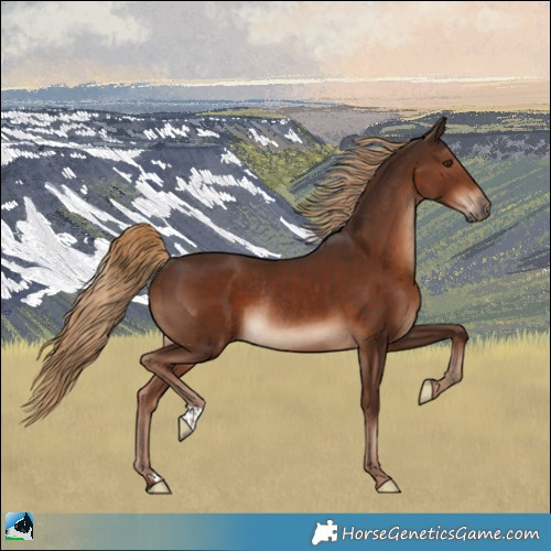 Horse Color:Liver Chestnut Rabicano 