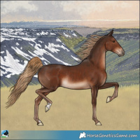 Horse Color:Liver Chestnut Rabicano 