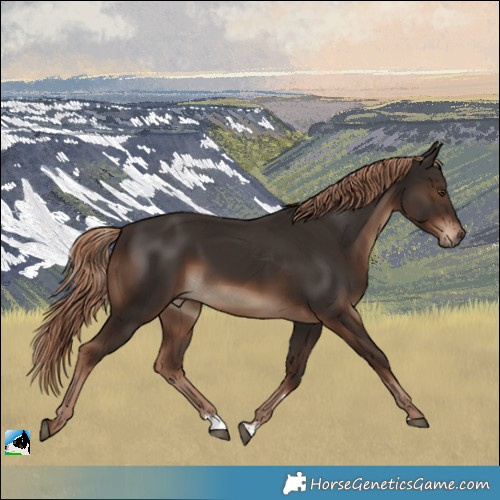 Horse Color:Liver Chestnut Rabicano 