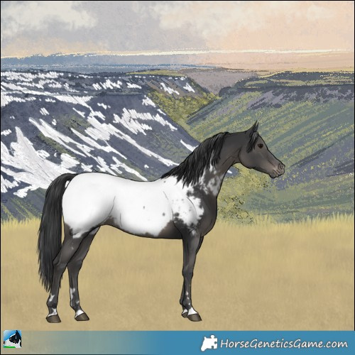 Horse Color:Black Appaloosa