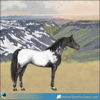 Horse Color:Black Near Fewspot