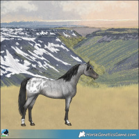 Horse Color:Blue Roan Appaloosa 