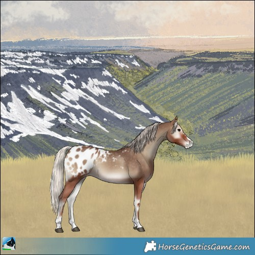 Horse Color:Silver Blue Onyx Appaloosa 