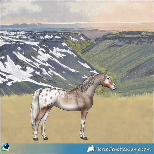 Horse Color:Silver Blue Onyx Blanket