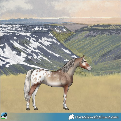 Horse Color:Silver Blue Onyx Appaloosa 