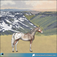 Horse Color:Silver Blue Onyx Blanket