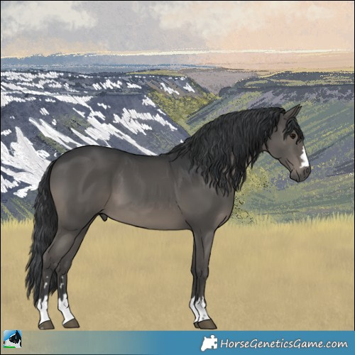Horse Color:Black 