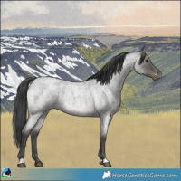 Horse Color:Blue Roan Varnish 
