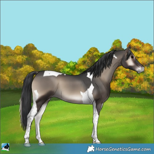 Horse Color:Blue Onyx Tobiano 