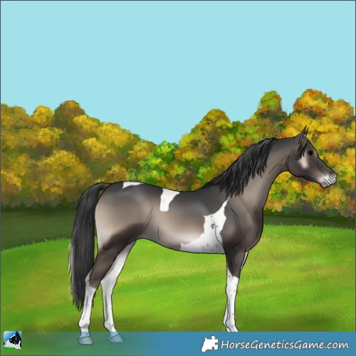 Horse Color:Blue Onyx Tobiano 