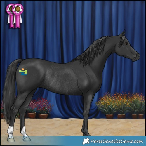 Horse Color:Black Rabicano 
