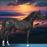 Horse Color:Black Rabicano 