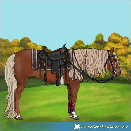 Horse Color:Chestnut 