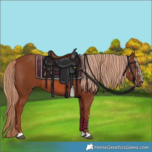 Horse Color:Chestnut 