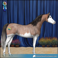 Horse Color:Bay Roan Splash Rabicano 