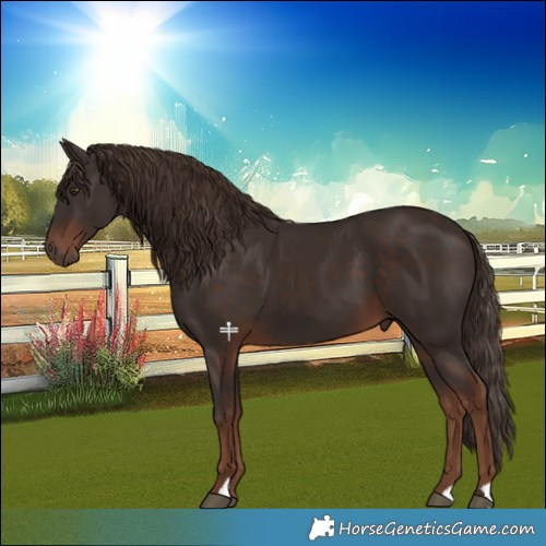Horse Color:Liver Chestnut 