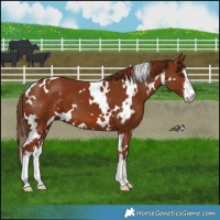 Horse Color:White Spotted Chestnut 
