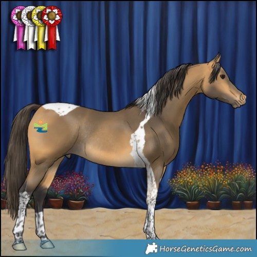 Horse Color:Buckskin Tobiano Rabicano 