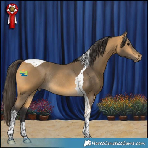 Horse Color:Buckskin Tobiano Rabicano 