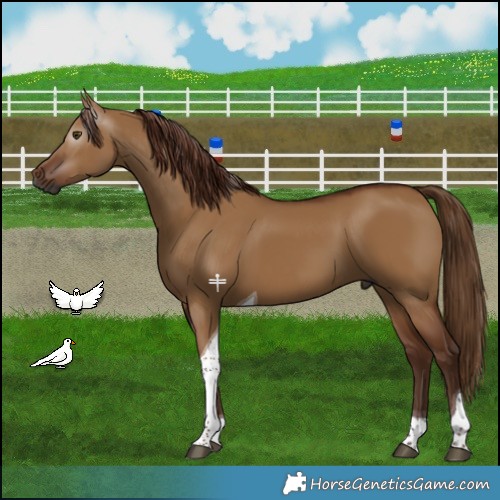 Horse Color:Gray Red Dun Tobiano 