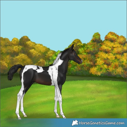 Horse Color:Gray Brown Tobiano 